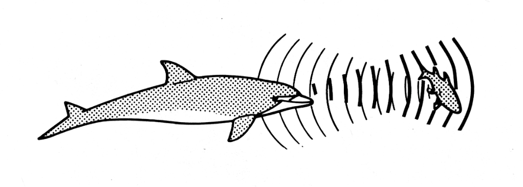 Dolphin echolocation