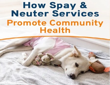 Why Spay And Neuter Services Are Essential For Community Health