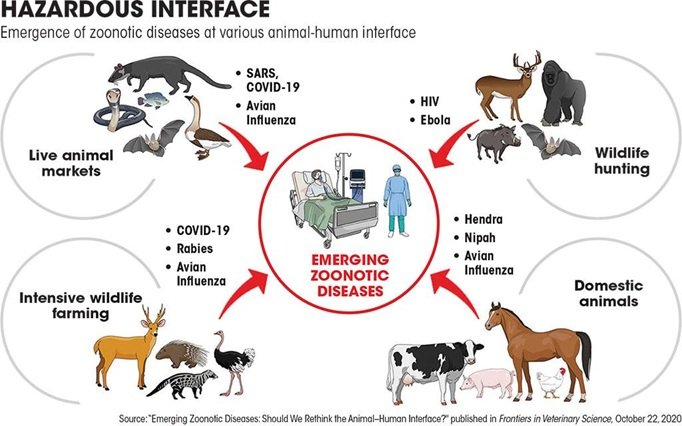 The Role Of Vaccines In Preventing Zoonotic Diseases