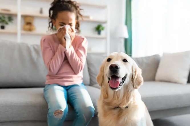 Understanding Pet Allergies and How to Manage Them
